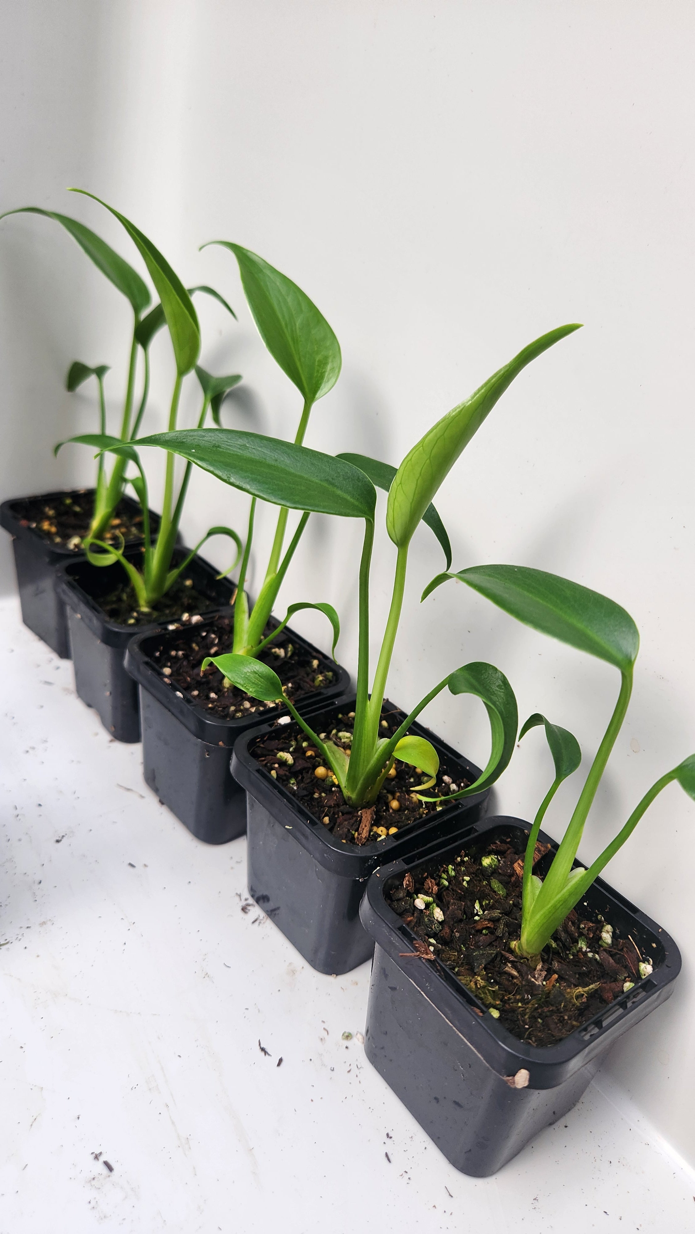 MONSTERA BURLE MARX FLAME