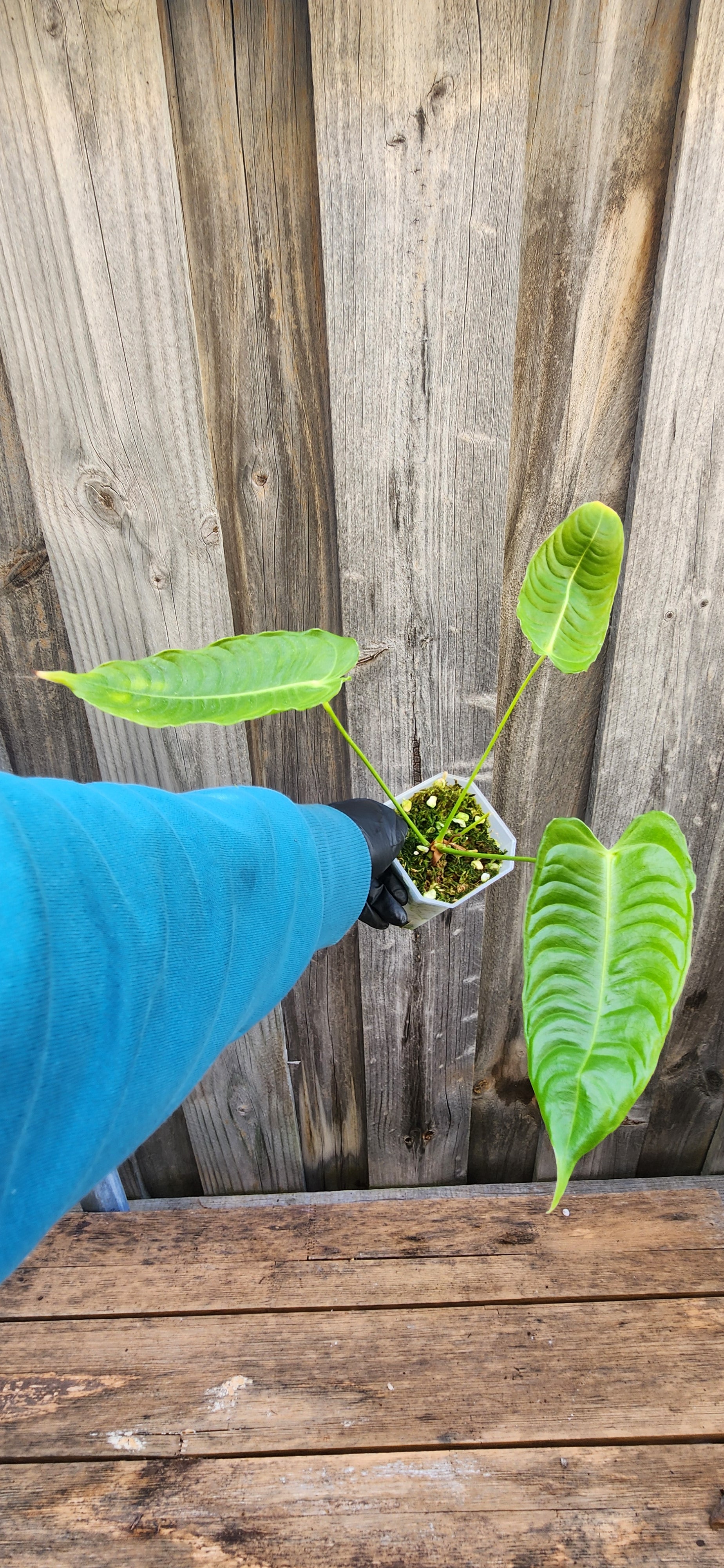 ANTHURIUM VEITCHII NARROW FORM
