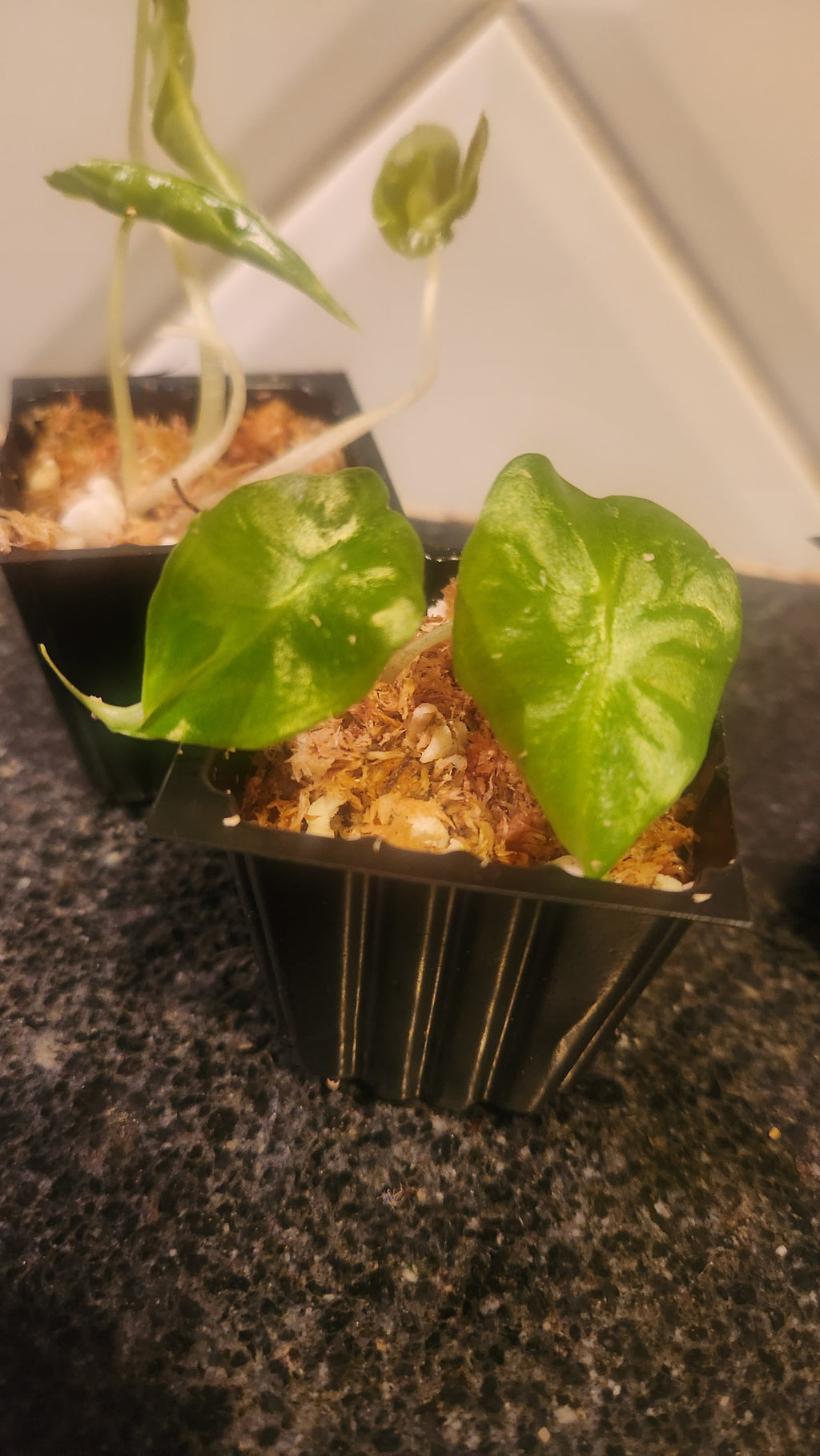 ALOCASIA VENOM PLANTLET