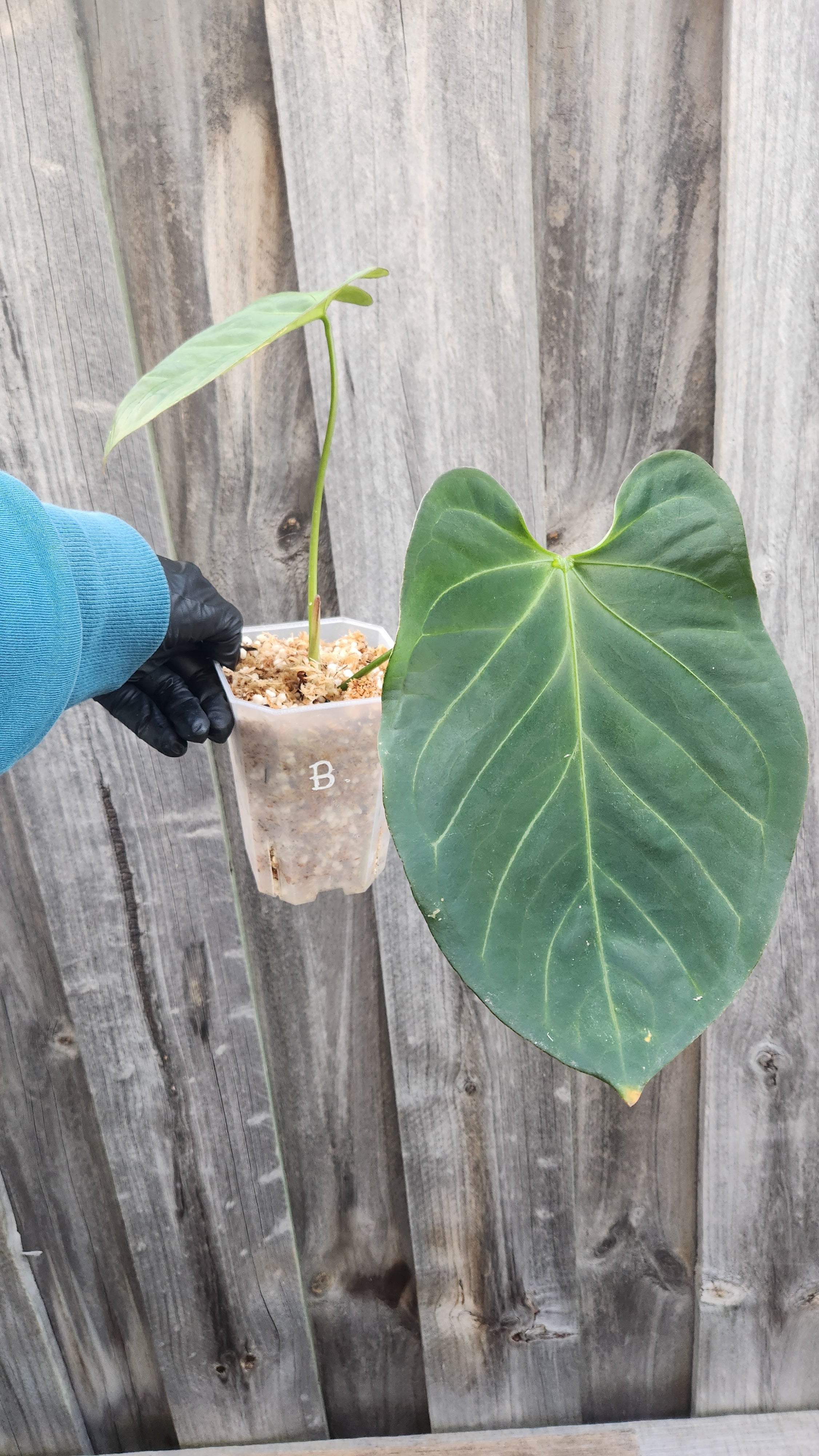 ANTHURIUM CRYSTALLINUM x BOSWORTH BEAUTY
