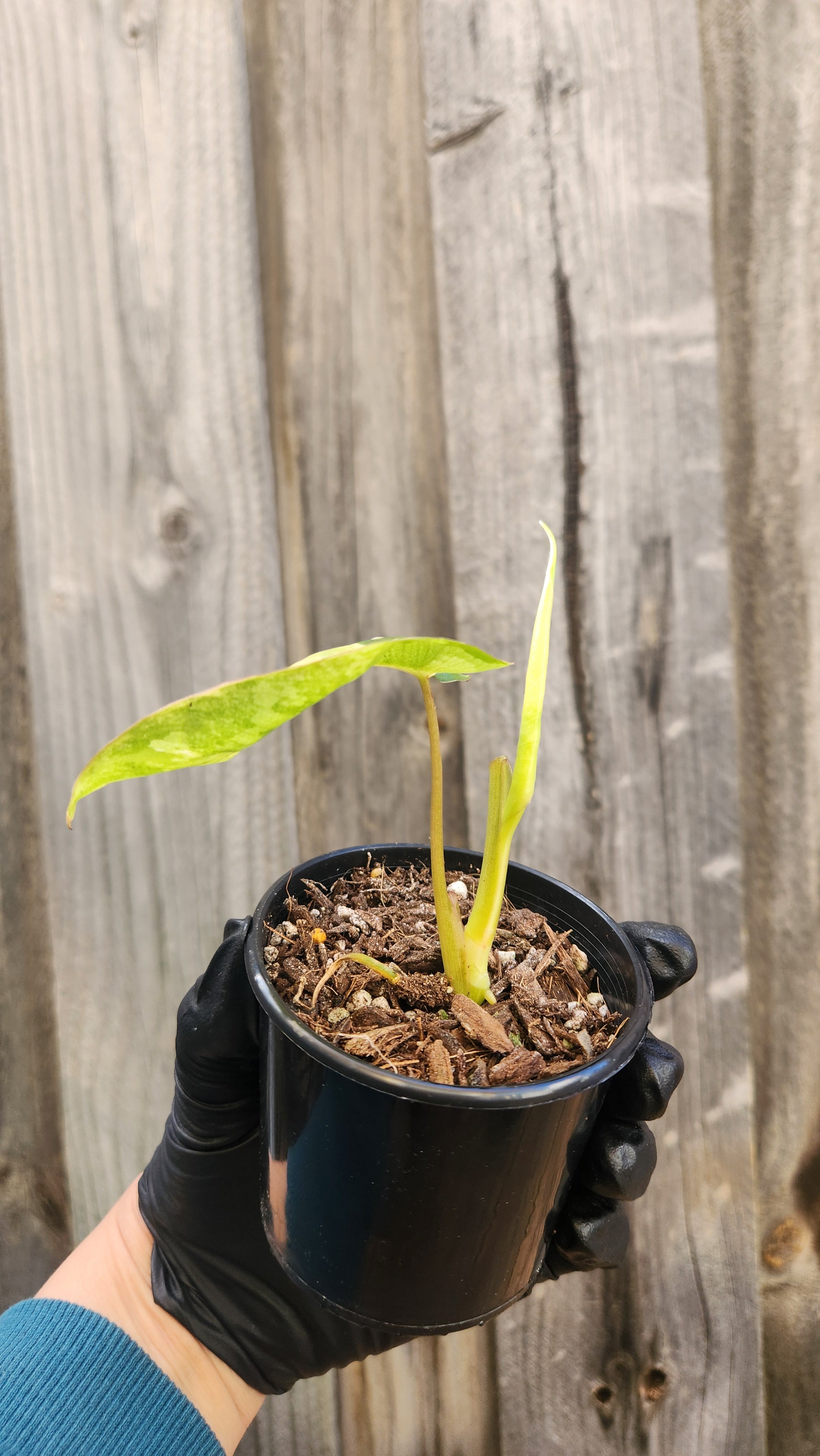 PHILODENDRON BURLE MARX VARIEGATED