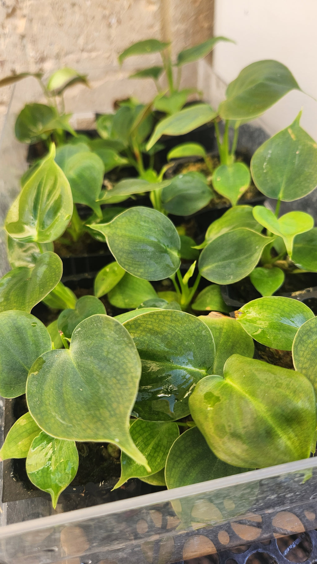 PHILODENDRON LUPINUM PLANTLET