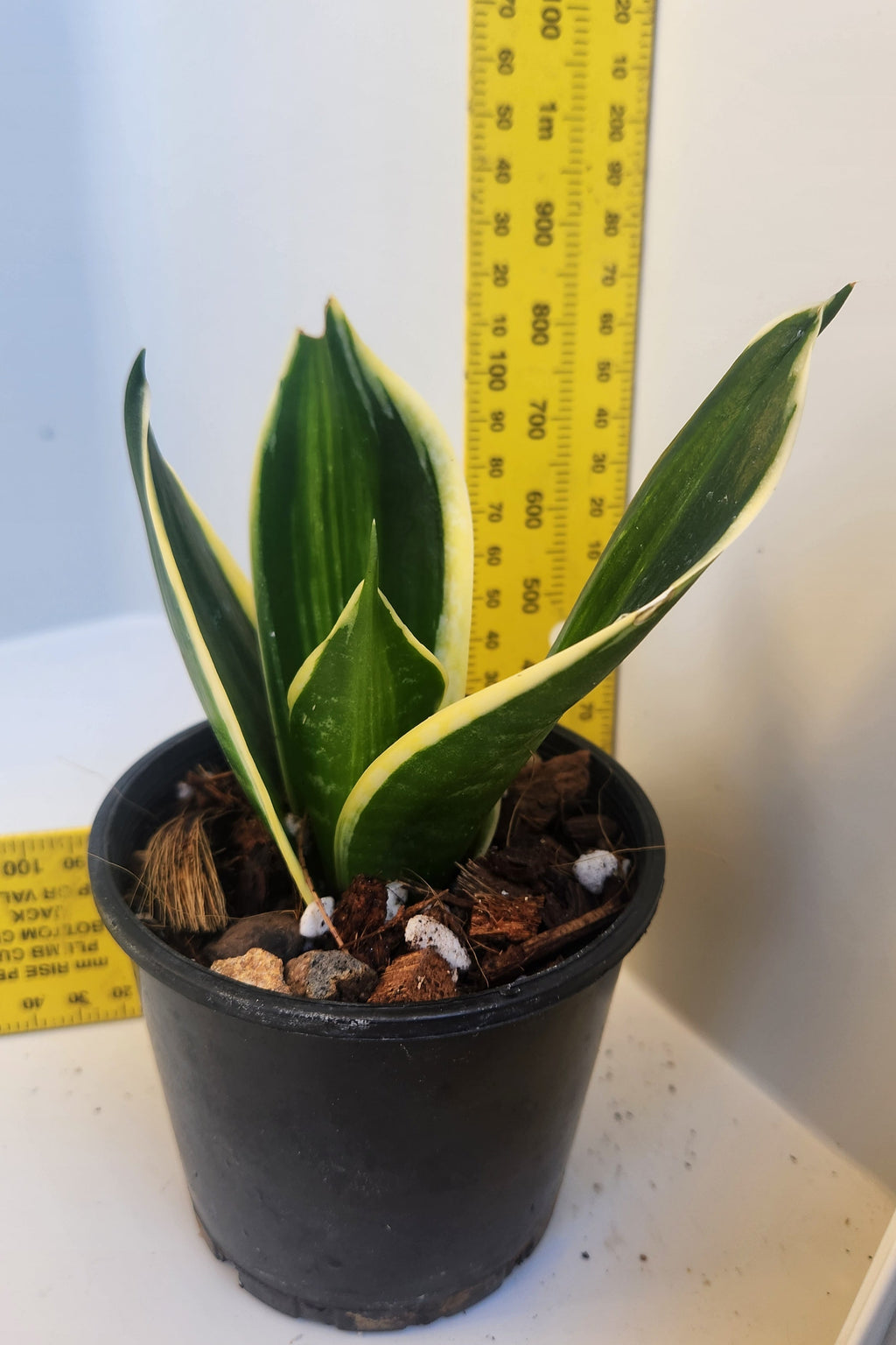 SANSEVIERIA TRIFASCIATA 'HAHNII JADE DWARF' VARIEGATED