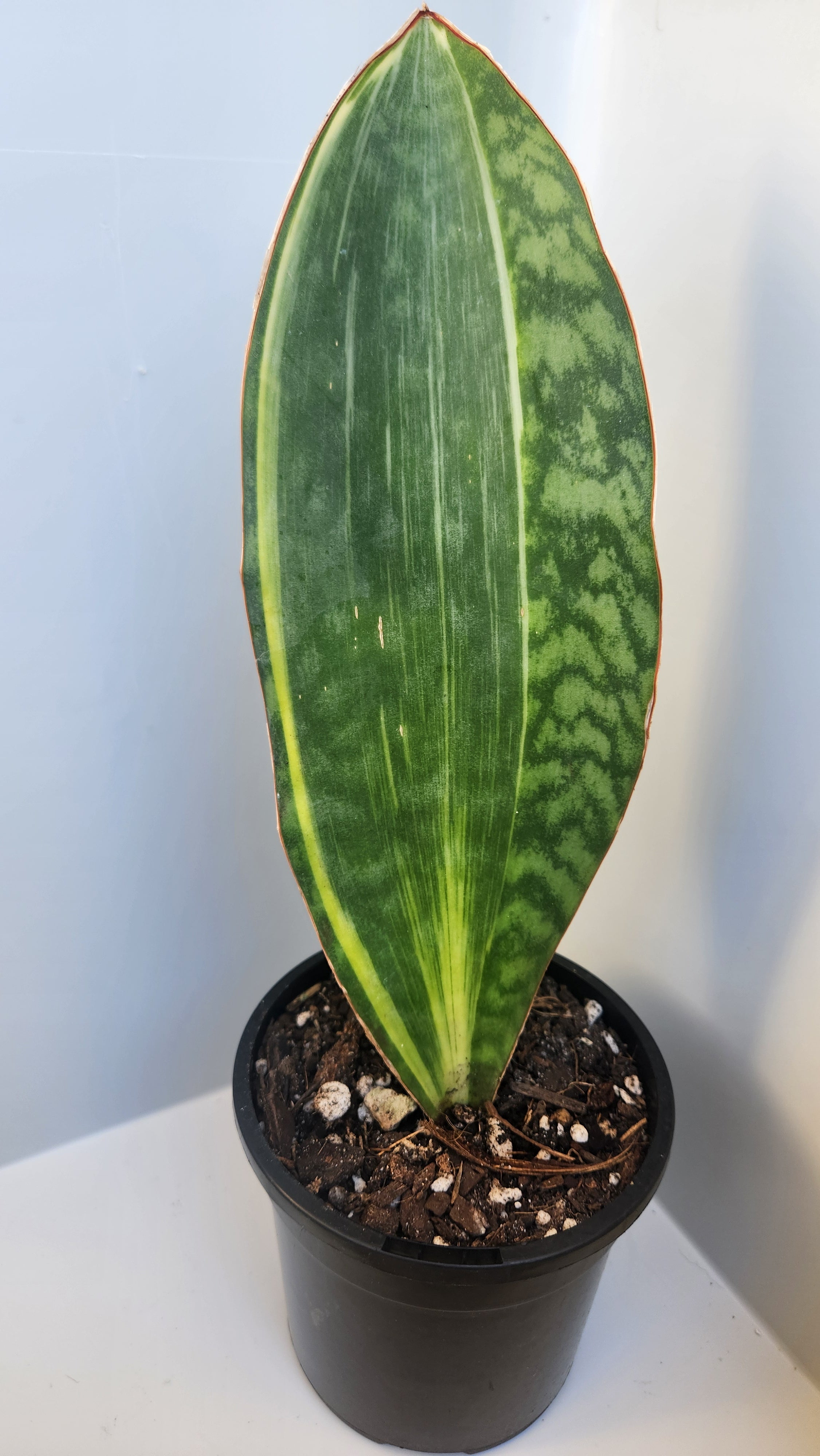 SANSEVIERIA MASONIANA 'WHALE FIN' VARIEGATED