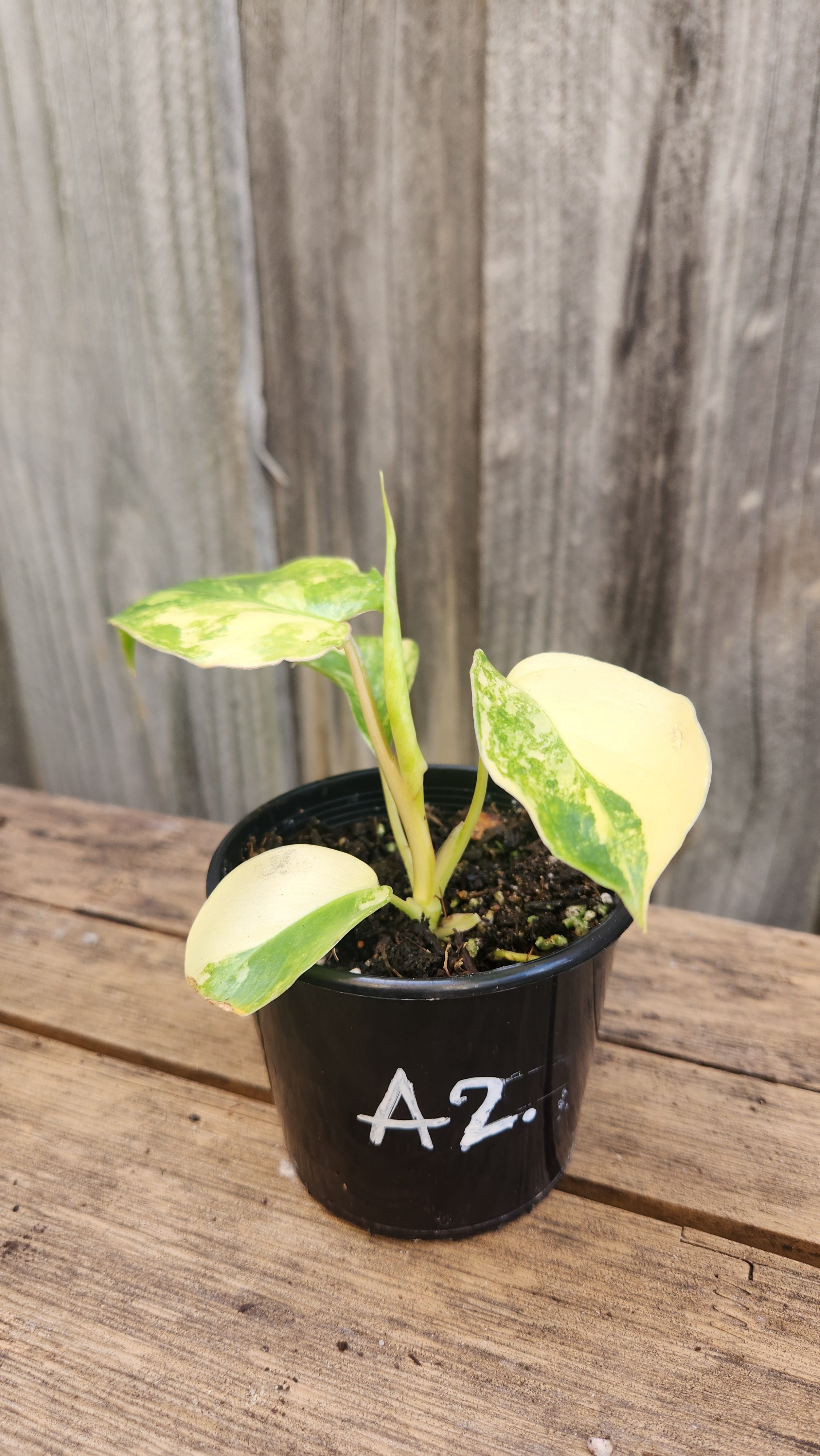 PHILODENDRON BURLE MARX VARIEGATED