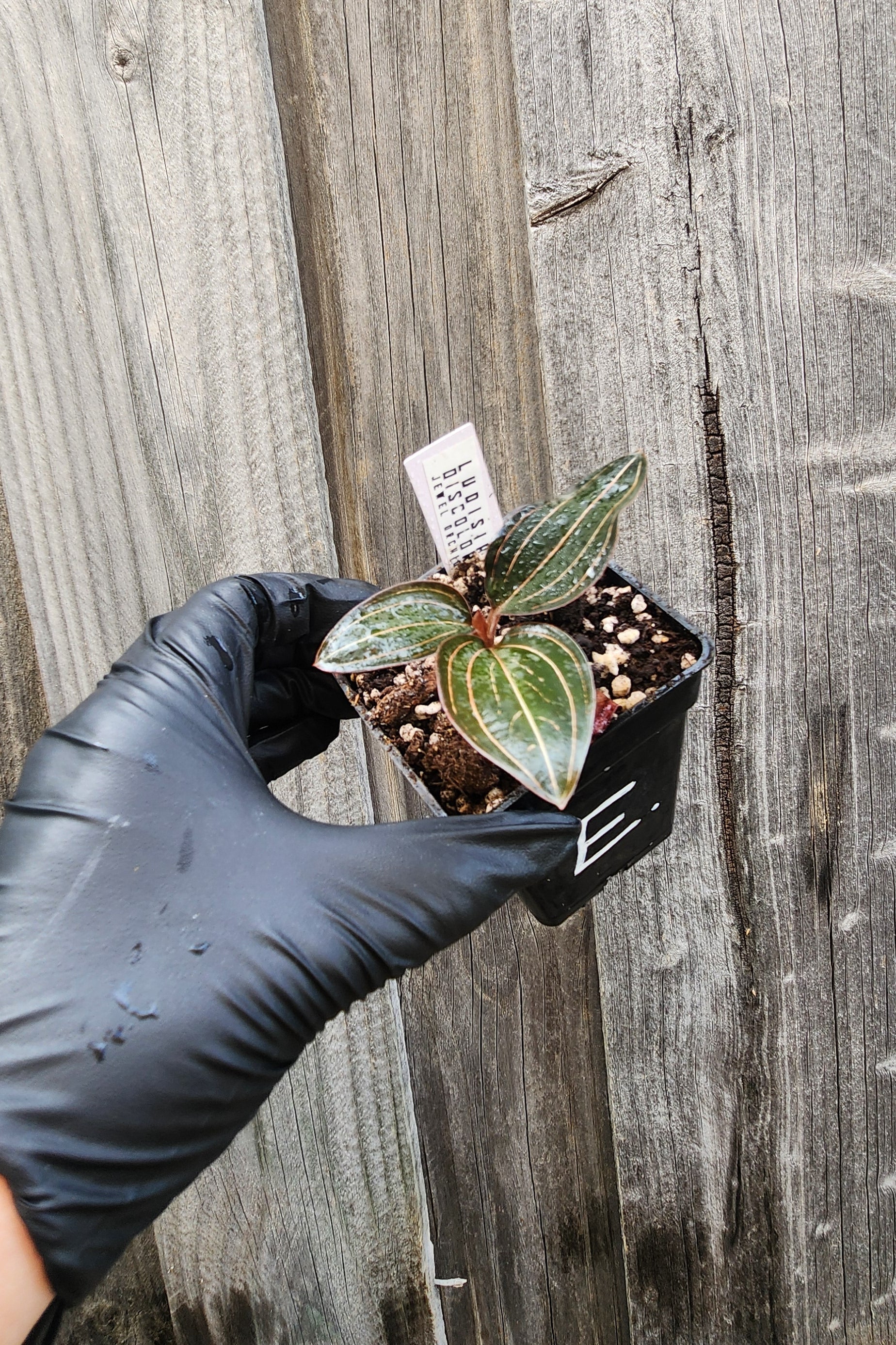 JEWEL ORCHID LUDISIA DISCOLOR 'NIGRESCENS'