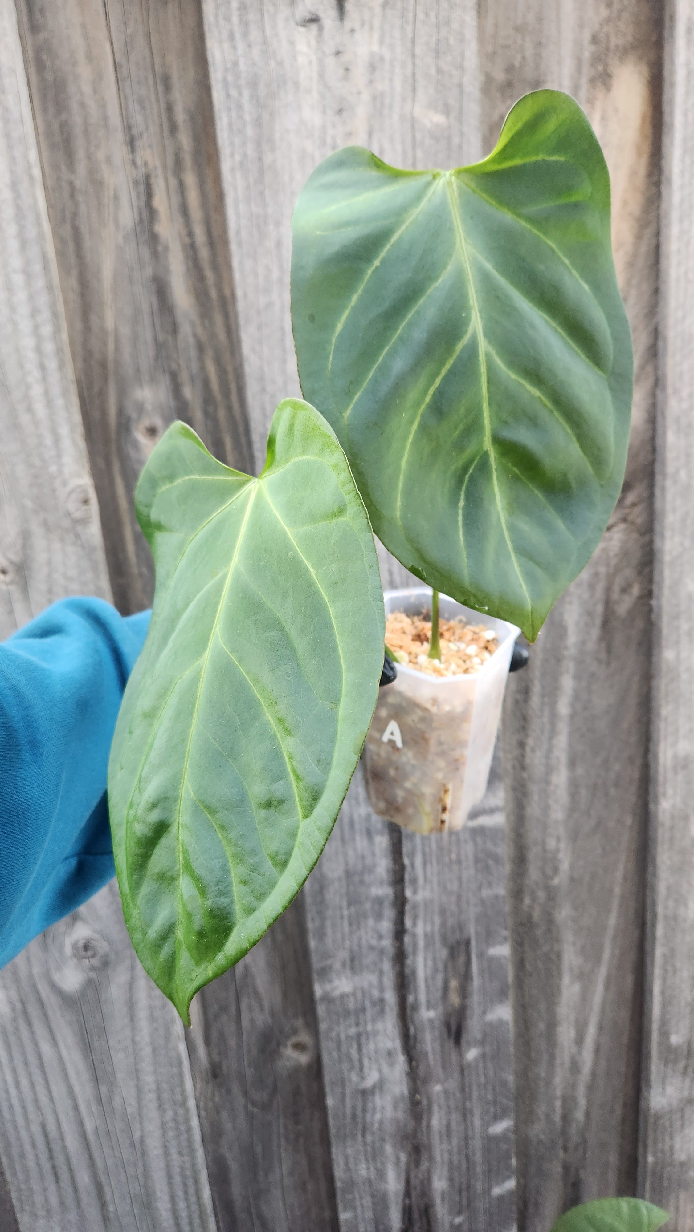 ANTHURIUM CRYSTALLINUM x BOSWORTH BEAUTY