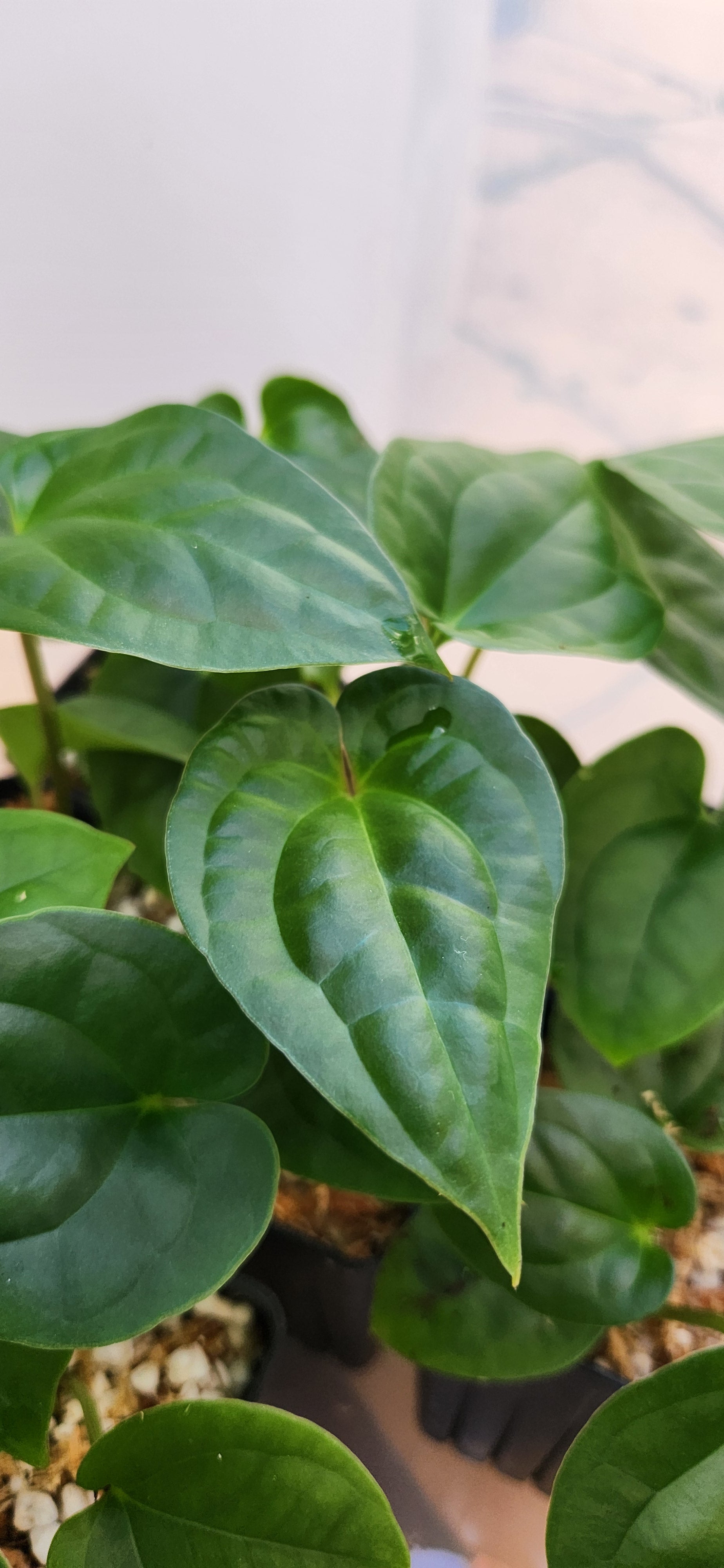 ANTHURIUM SILVER BLUSH x LUXURIANS