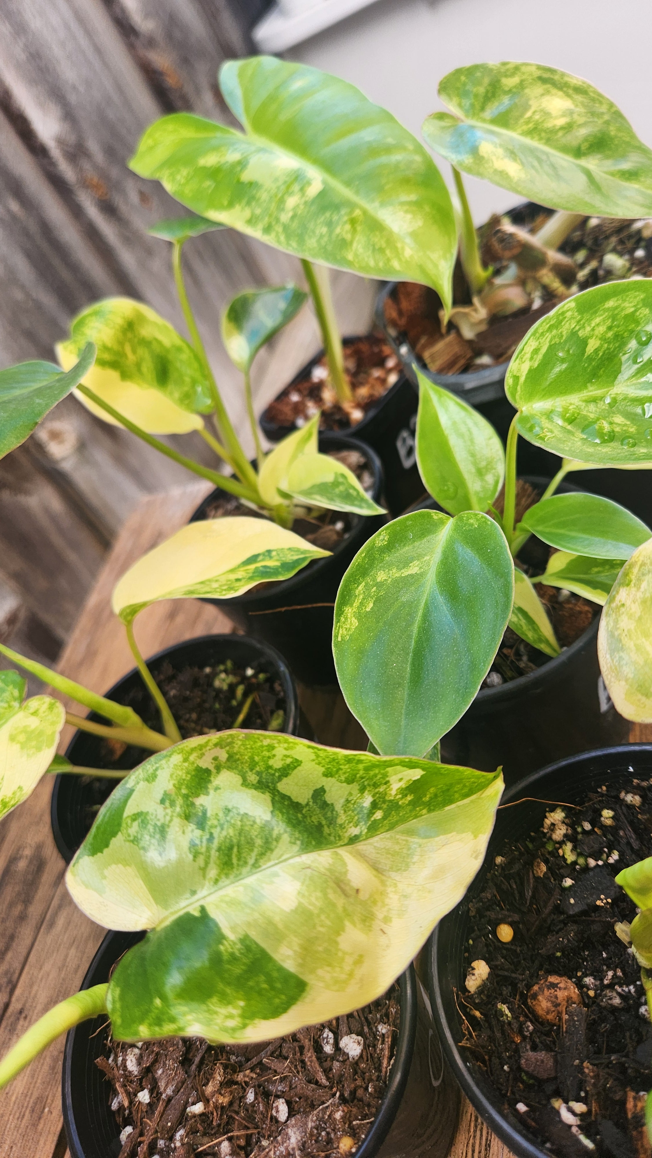 PHILODENDRON BURLE MARX VARIEGATED