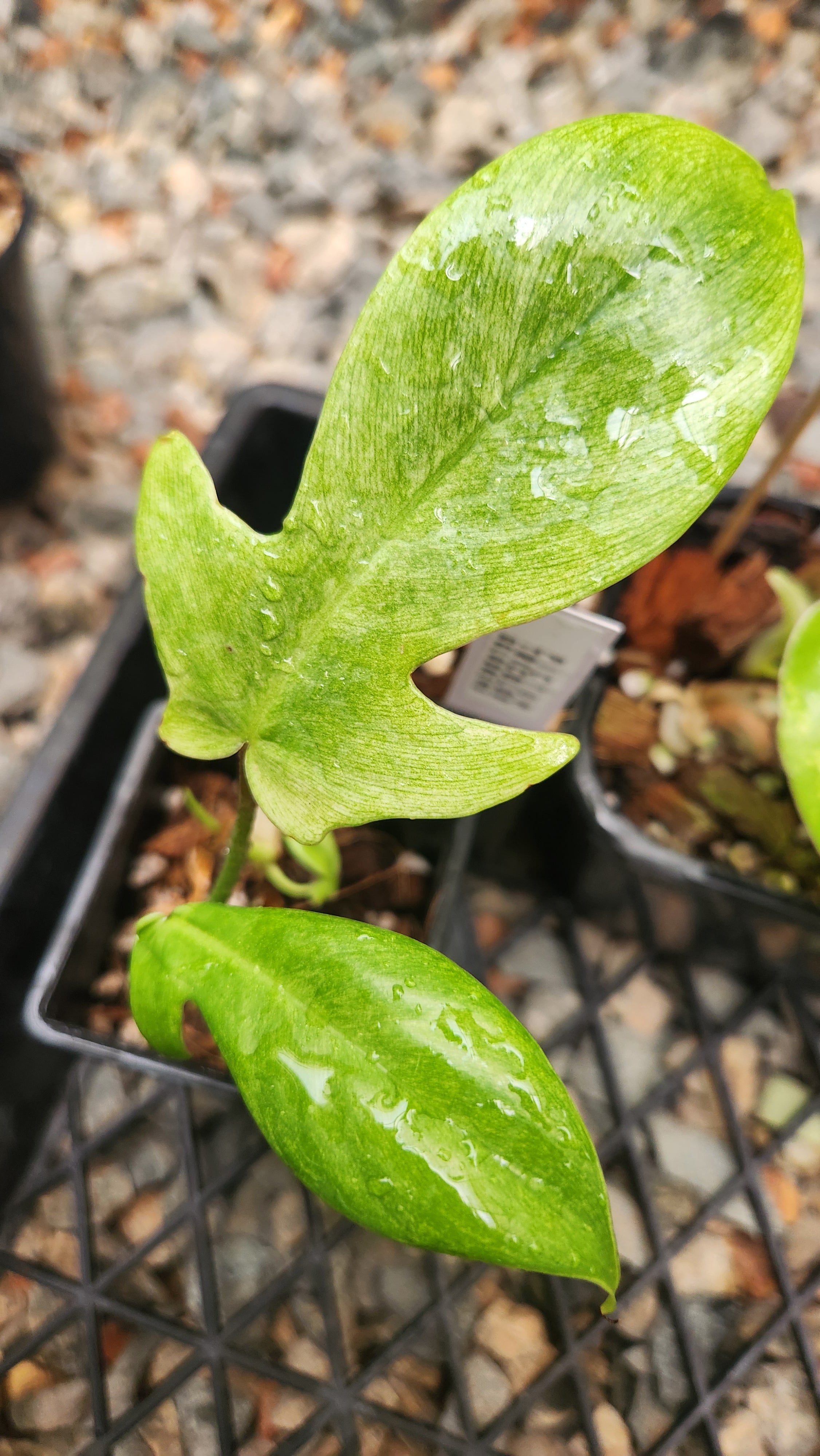 PHILODENDRON FLORIDA GHOST VARIEGATED