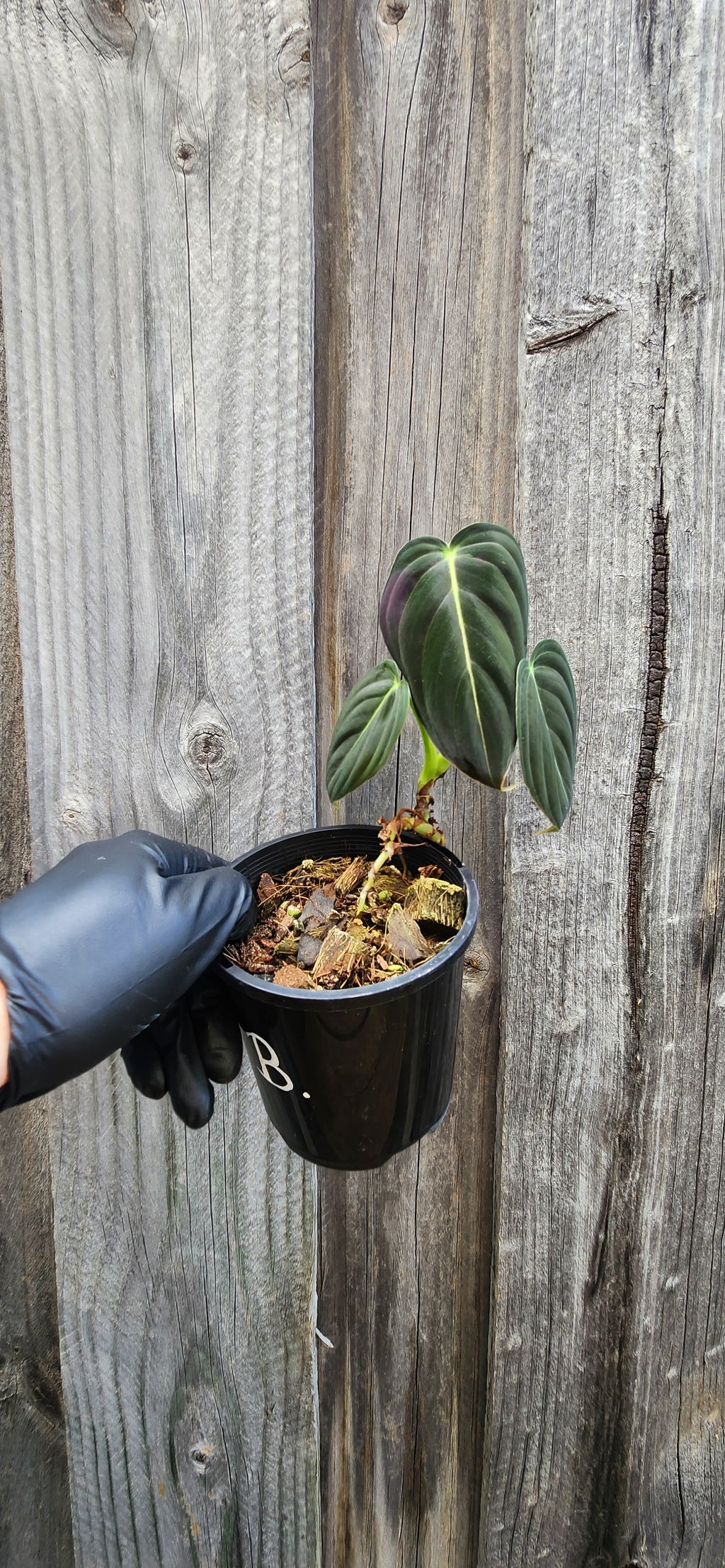 PHILODENDRON MELANOCHRYSUM