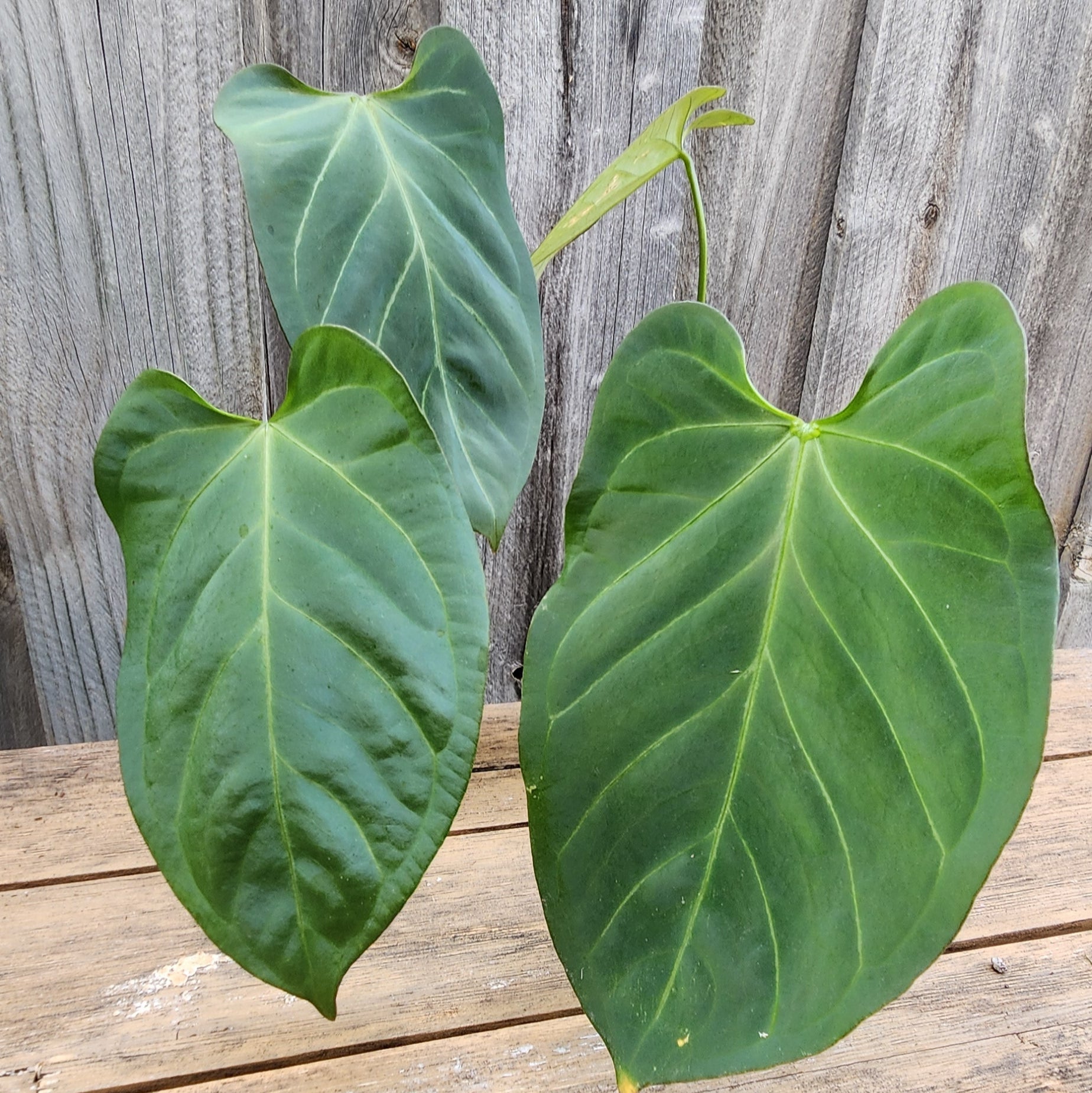 ANTHURIUM CRYSTALLINUM x BOSWORTH BEAUTY