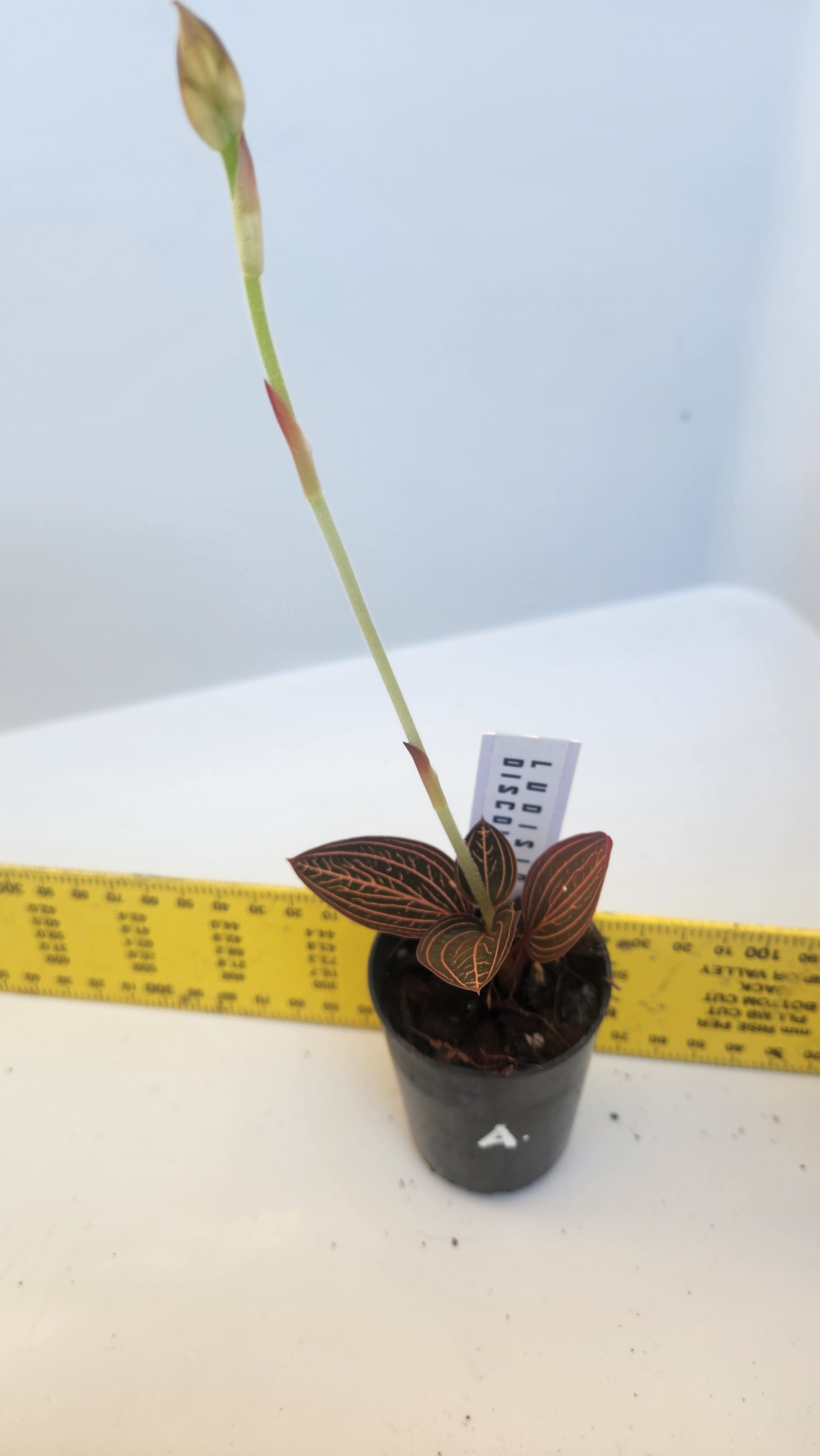 JEWEL ORCHID LUDISIA DISCOLOR 'SPIDERMAN'