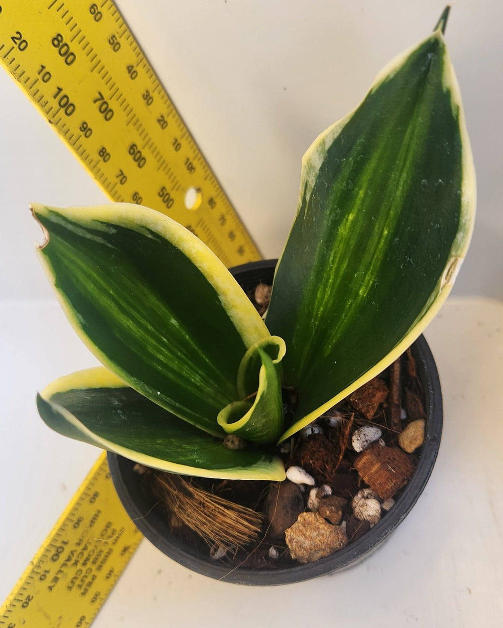 SANSEVIERIA TRIFASCIATA 'HAHNII JADE DWARF' VARIEGATED