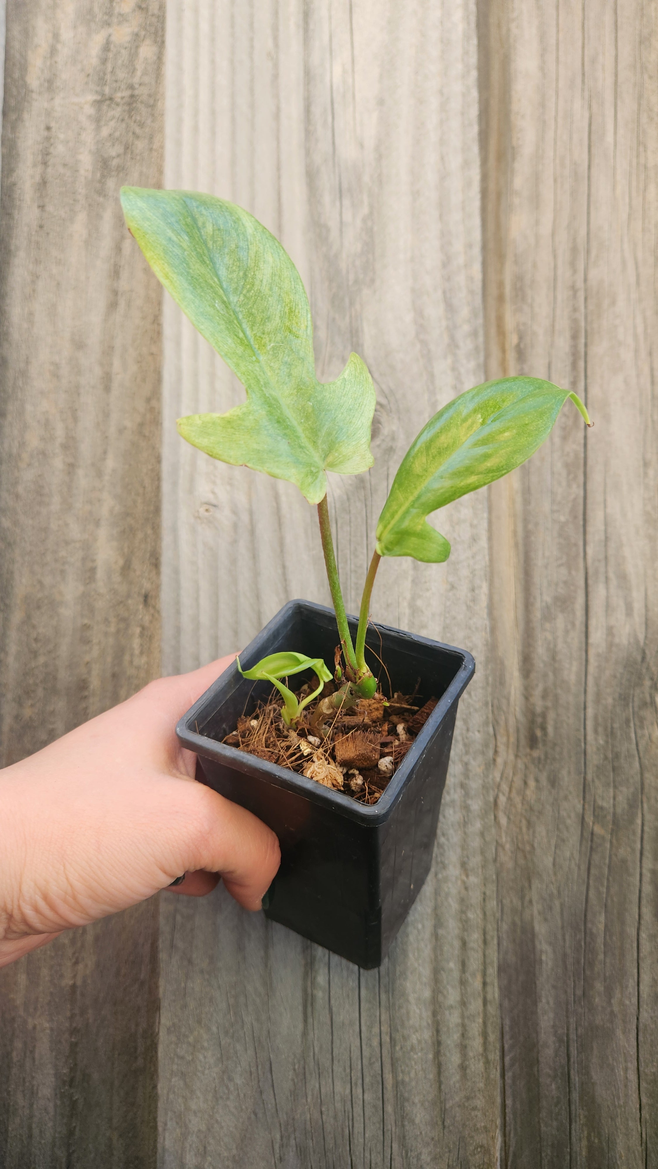 PHILODENDRON FLORIDA GHOST VARIEGATED