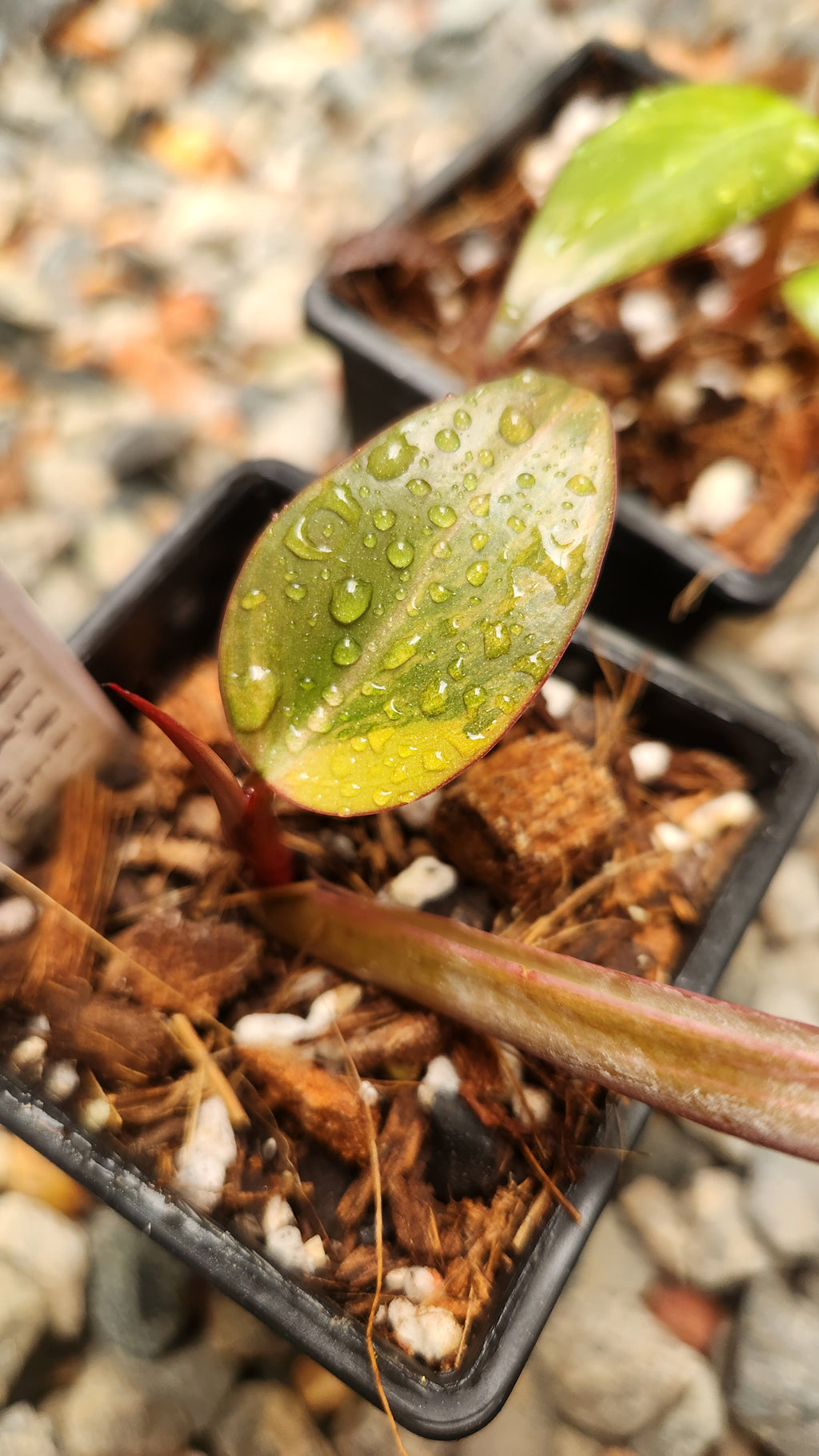 PHILODENDRON STRAWBERRY SHAKE VARIEGATED